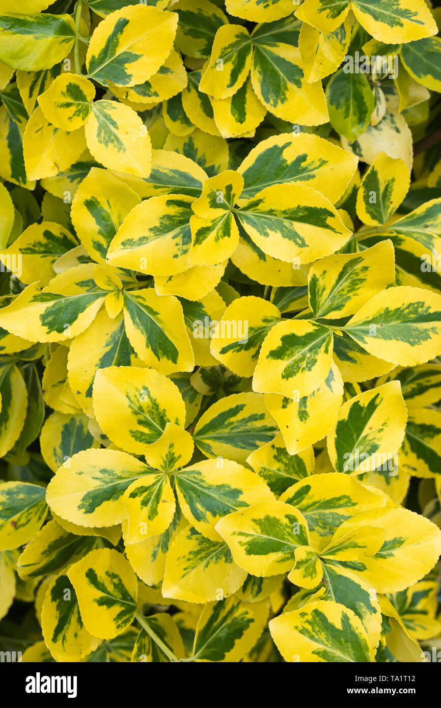 Euonymus, likely Euonymus fortunei 'Emerald and Gold' shrub with variegated green and yellow foliage leaves. in Spring (May) in West Sussex, UK. Stock Photo