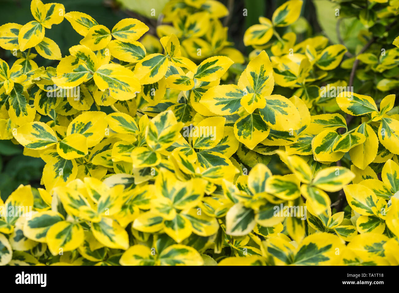 Euonymus, likely Euonymus fortunei 'Emerald and Gold' shrub with variegated green and yellow foliage leaves. in Spring (May) in West Sussex, UK. Stock Photo