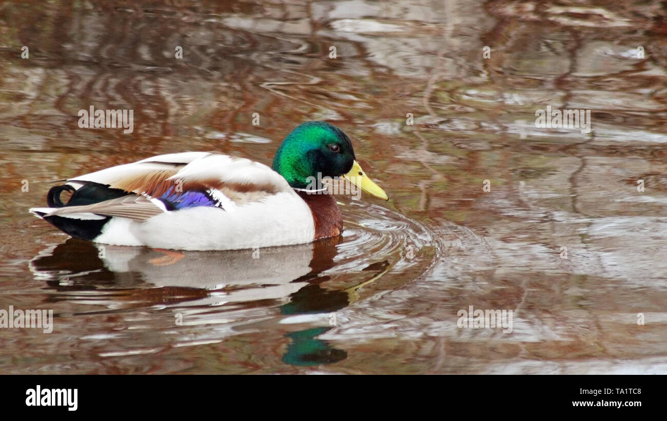 Mallard duck male with colorful plumage swimming on calm waters Stock Photo