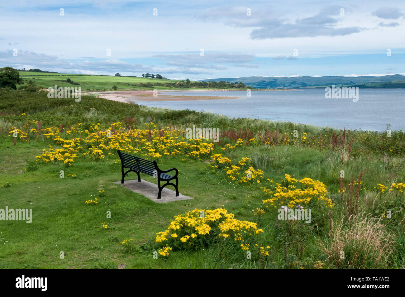South Coast of Bute with ragwort and bench Stock Photo