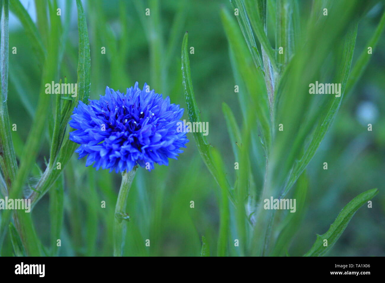 Bluebottle Cornflower High Resolution Stock Photography and Images Alamy