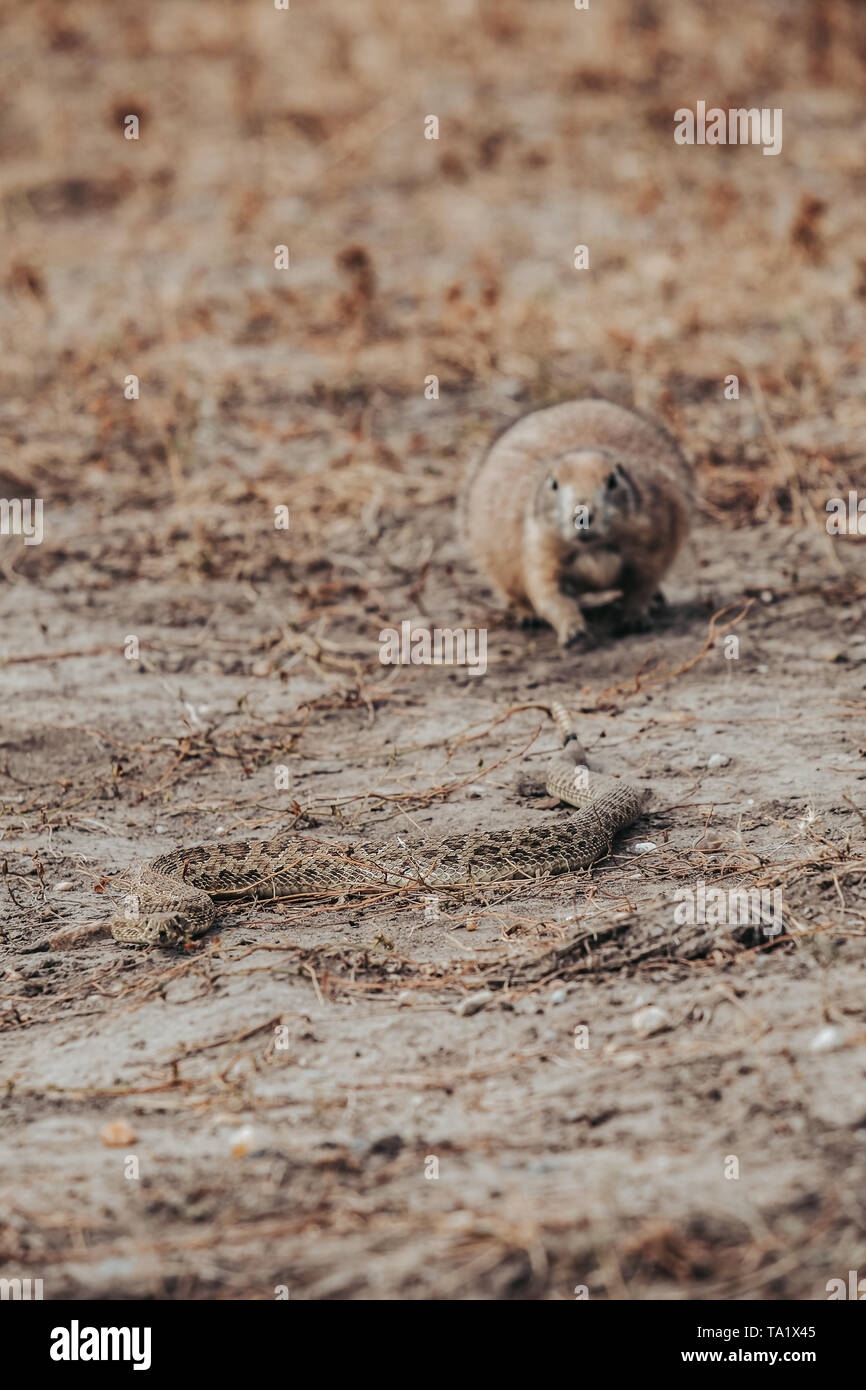 A Prairie Dog, a burrowing rodent, trying to keep a rattlesnake away from its underground burrow in Badlands National Park, South Dakota, USA Stock Photo