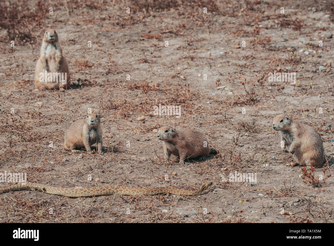 Prairie Dogs, a burrowing rodent, trying to keep a rattlesnake away from their underground burrows in Badlands National Park, South Dakota, USA Stock Photo