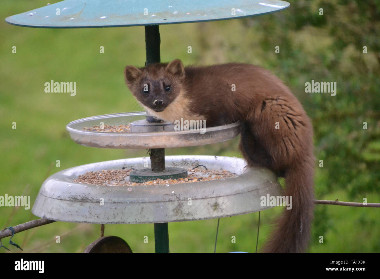 A pine marten visiting a cottage garden in Letterfearn, Scotland Stock Photo