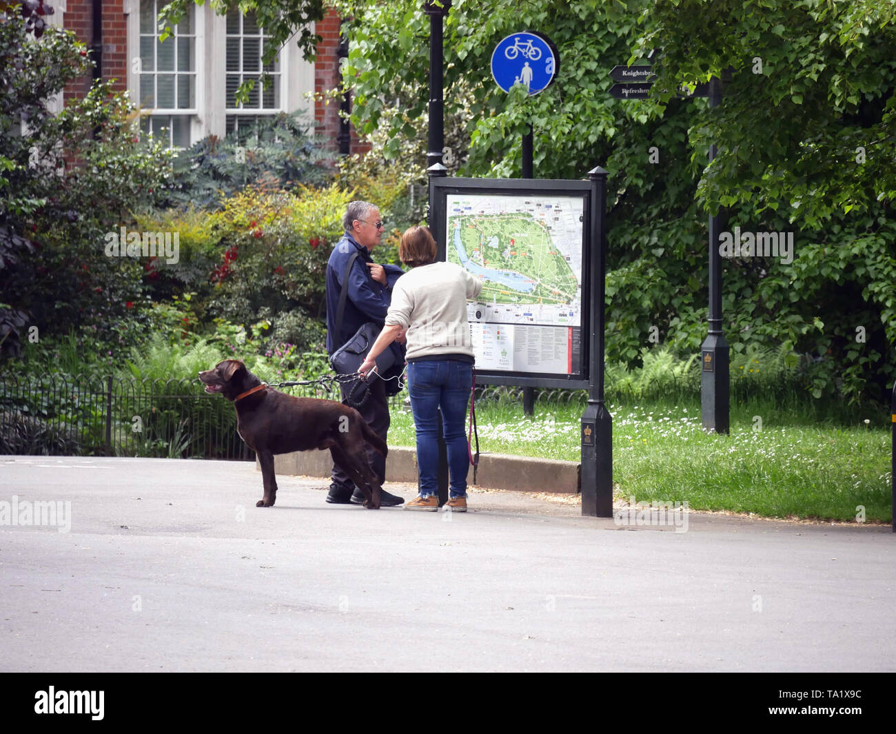 Middle aged couple with brown Labrador dog looking at a map of Hyde Park, London UK. Stock Photo