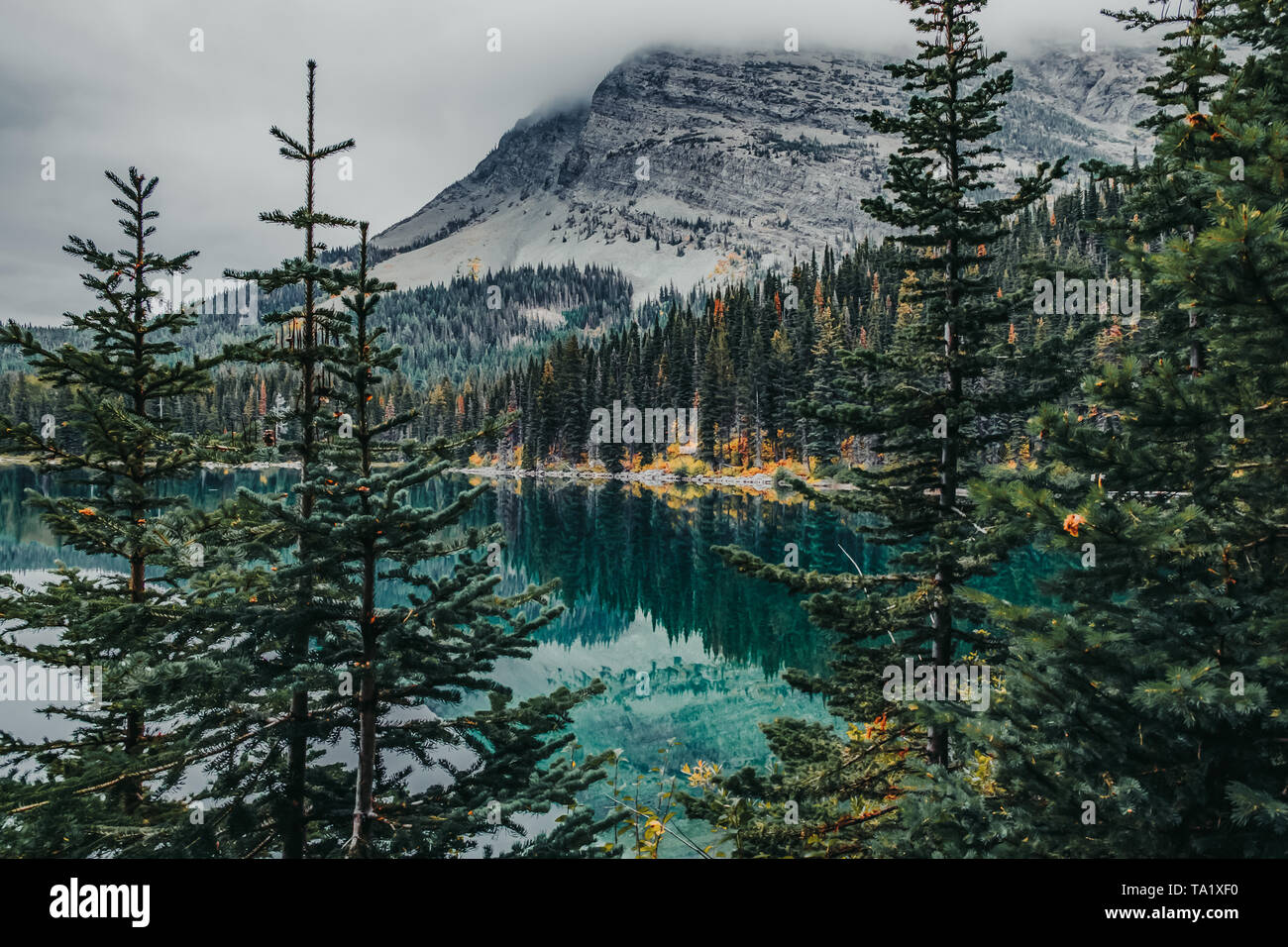 Reflections of pine trees off Swift Current Lake in Glacier National Park, Montana, USA in the fall Stock Photo
