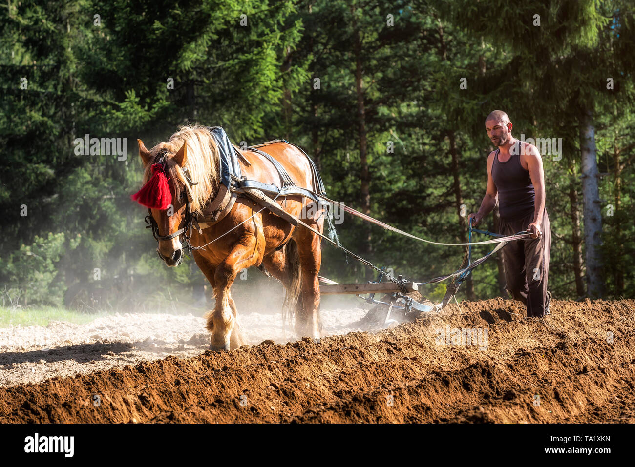 Farmer and horse plowing field in the spring mountain Stock Photo - Alamy