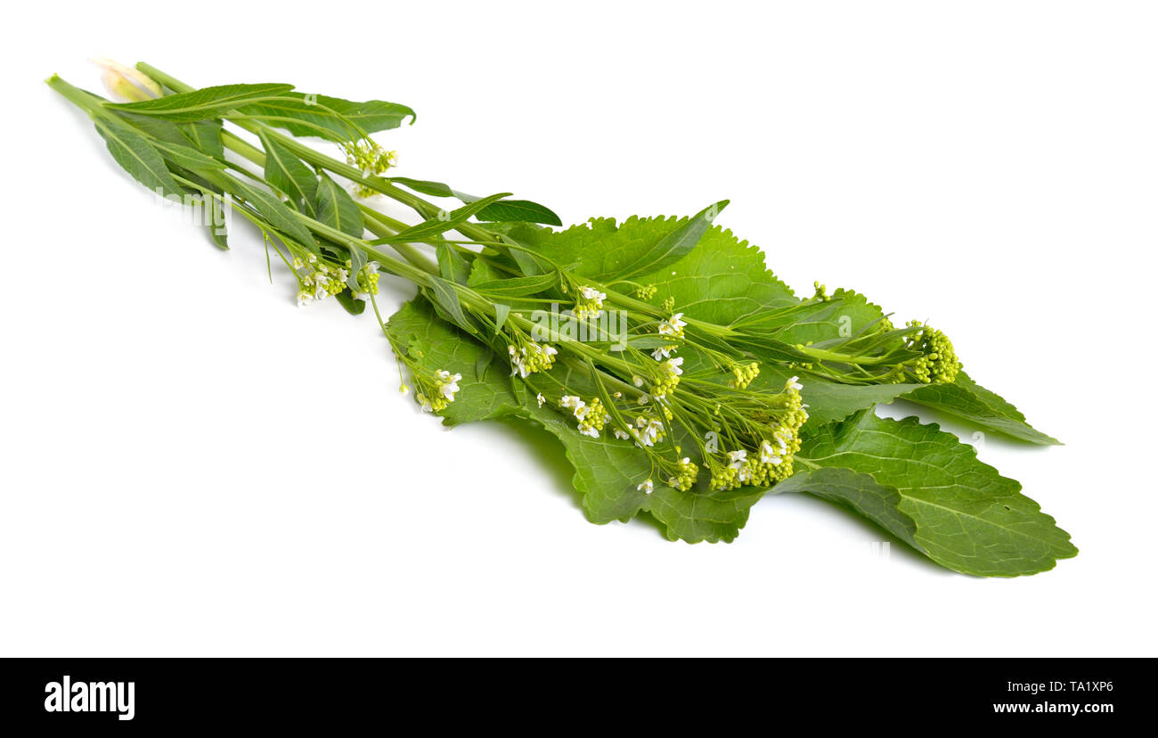 Horseradish, Armoracia rusticana Cochlearia armoracia. Isolated on white background. Stock Photo