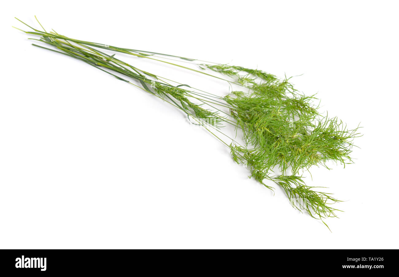 Poa alpina, commonly known as alpine meadow-grass or alpine bluegrass. Isolated. Stock Photo