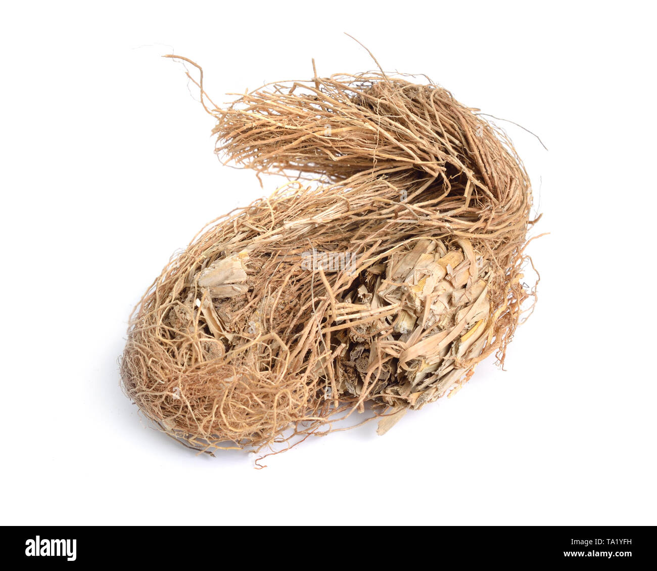 Roots of Chrysopogon zizanioides, commonly known as vetiver. Isolated on white background. Stock Photo