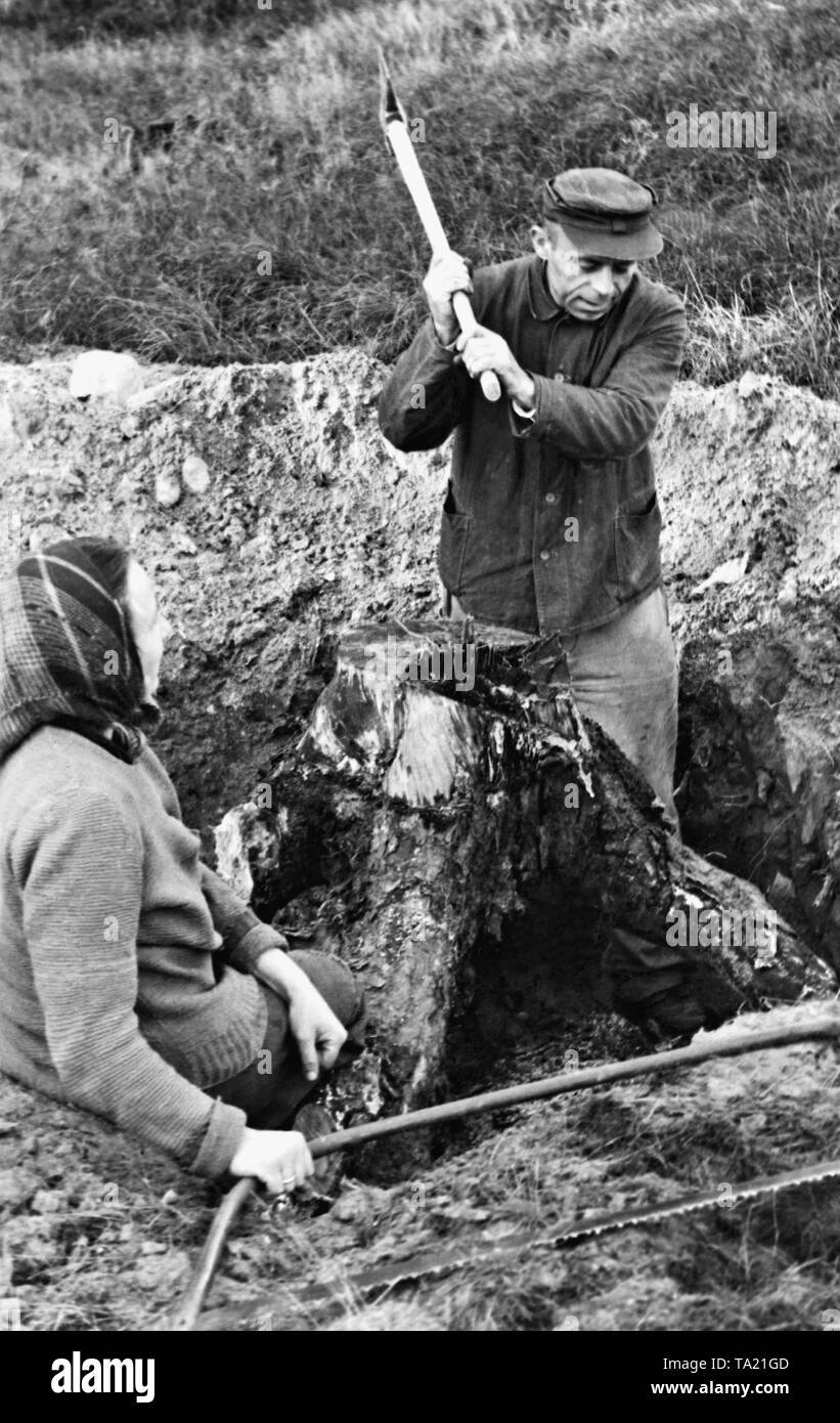 In the postwar period even stumps were dug out in order to get firewood, as shown in this picture of a refugee couple in the Soviet-occupied zone (SBZ). Stock Photo
