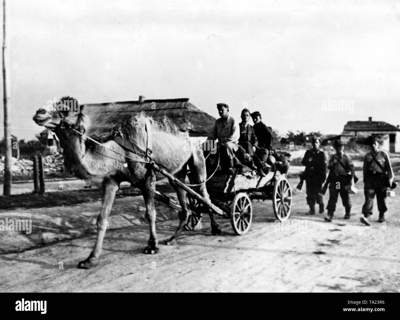 A vehicle drawn by a camel is used by German soldiers to transport their luggage. Photo of the Propaganda Company (PK): war correspondent Kreutzer. Stock Photo