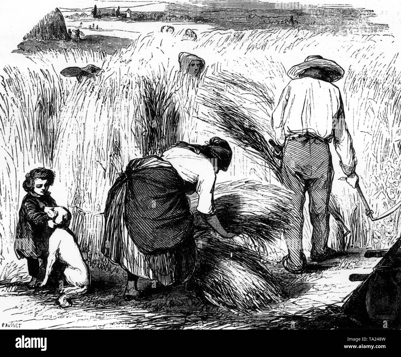 Grain sickle hires stock photography and images Alamy