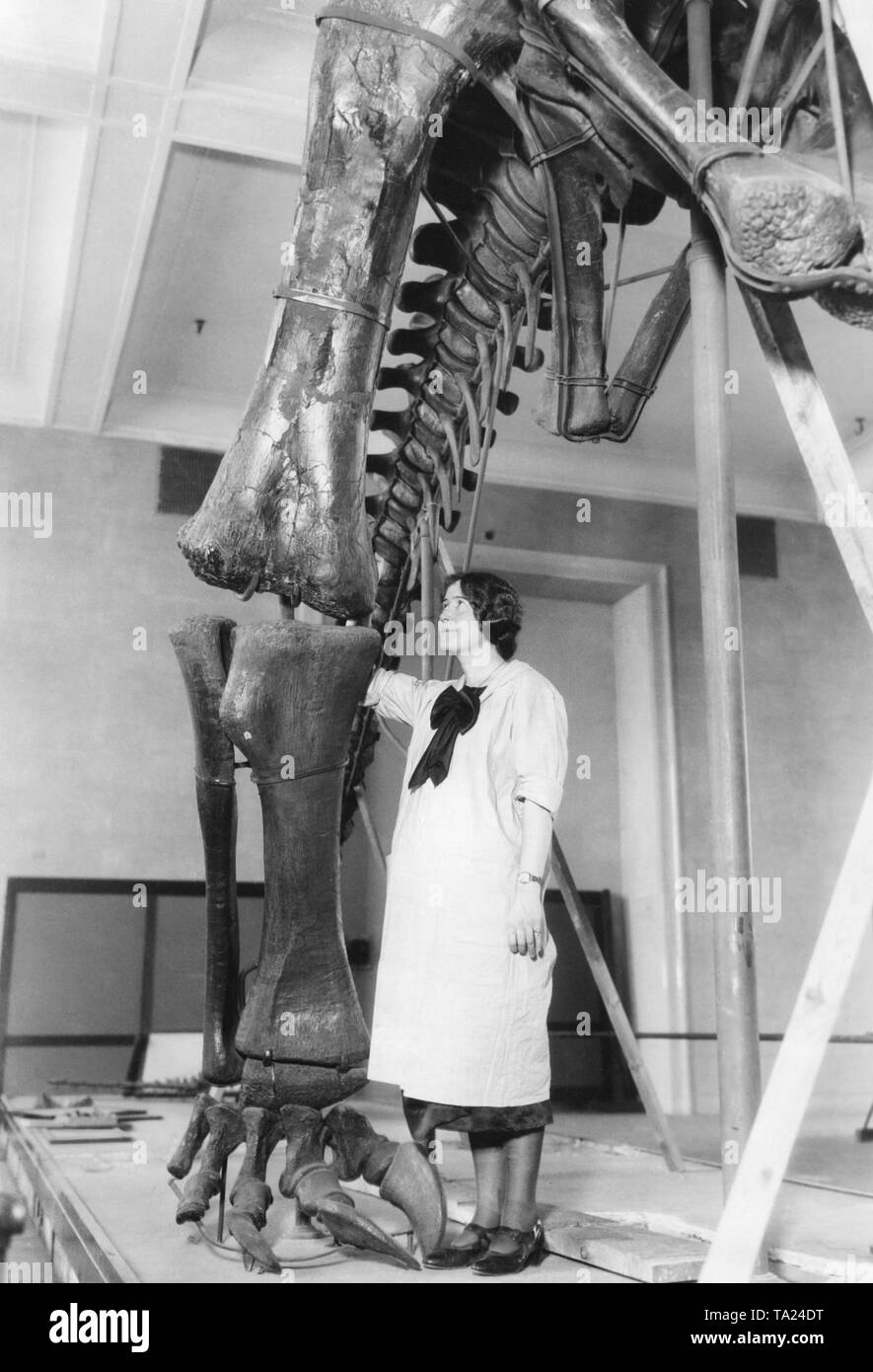 During the spring cleaning the staff of the American Museum of Natural History need to clean the dinosaur skeletons as well. Museum worker Miss Walker cleans the skeleton of a brontosaur. The discovery site of this skeleton was Wyoming. Stock Photo