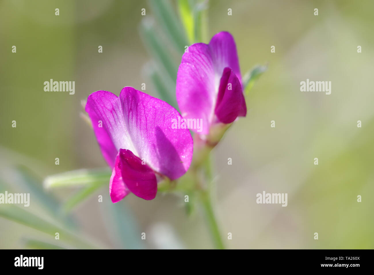 Dainty pink flowers of the common vetch (Vicia sativa) growing on Wolstonbury Hill - South Downs, West Sussex Stock Photo