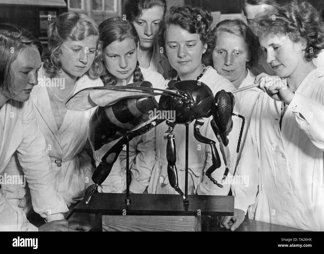 Female students are observing the model of a working bee at the ...