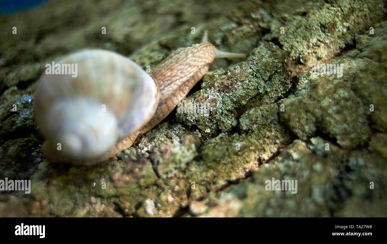 Close up of a snail climbing up the trunk of a tree Stock Photo