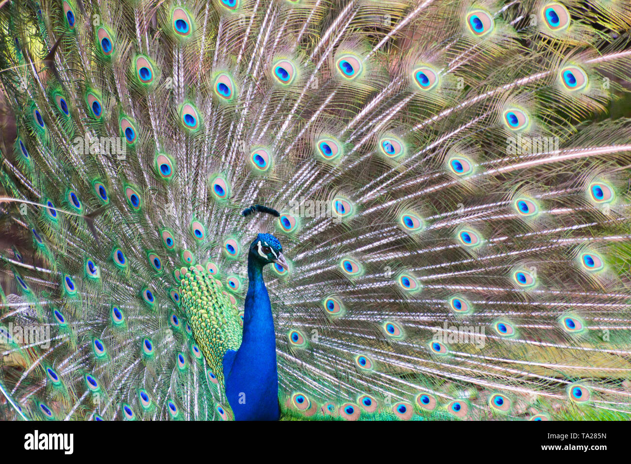 Peacock with its tail displayed Stock Photo