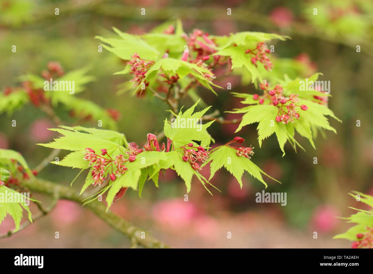Acer palmatum 'Osakazuki' flowers and fresh spring foliage - UK Stock Photo
