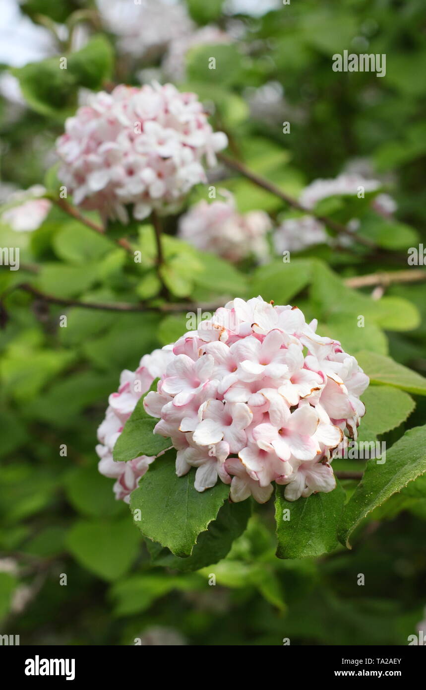 Viburnum x juddii spring hires stock photography and images Alamy