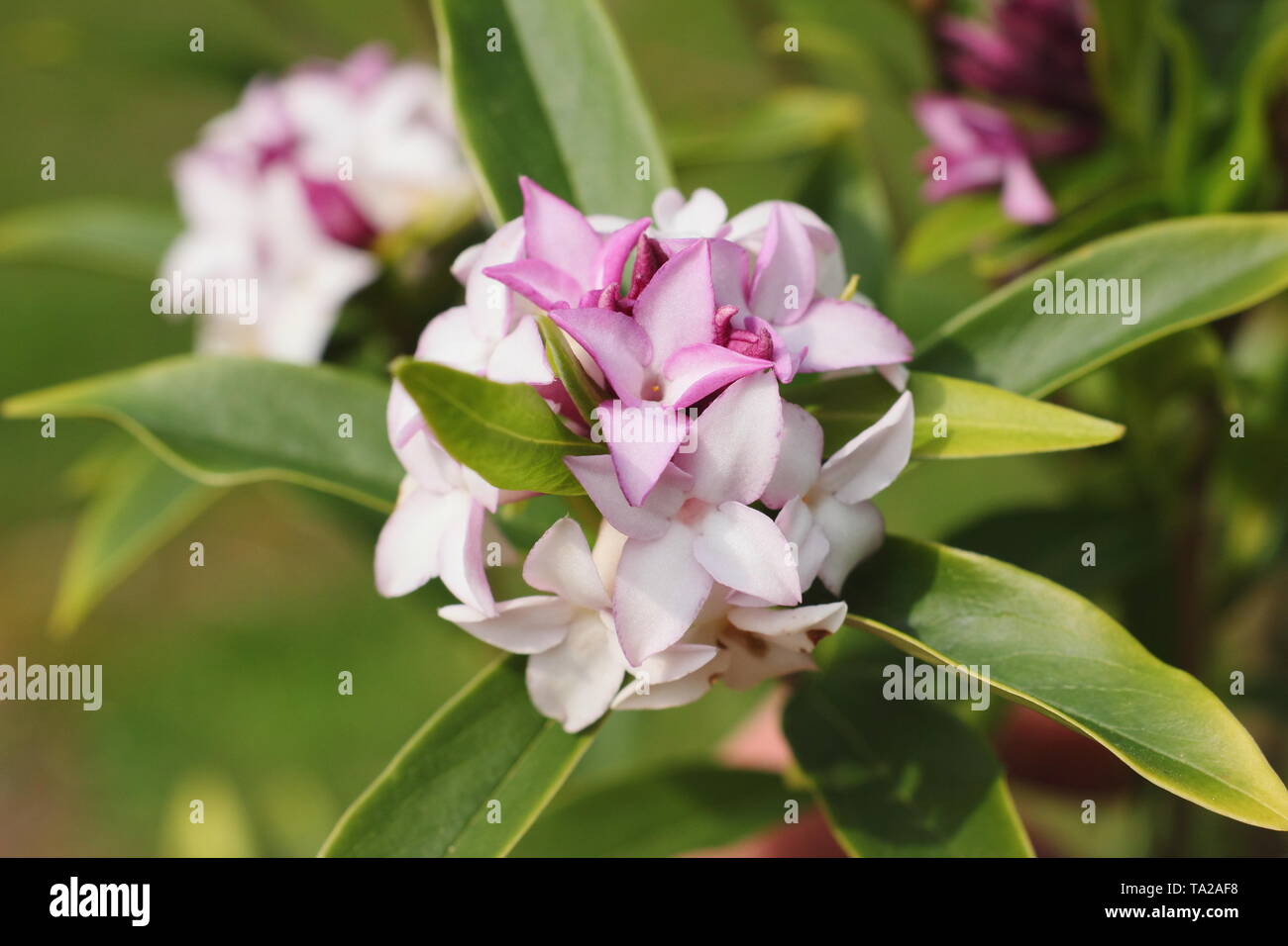 Daphne bholua 'Spring Beauty'. Highly fragrant blossoms of Daphne 'Spring beauty' - UK Stock Photo