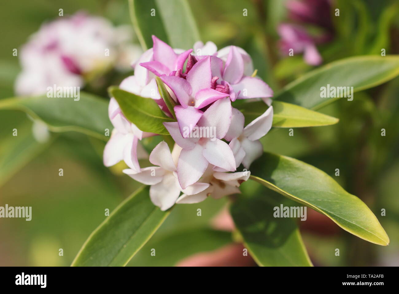 Daphne bholua 'Spring Beauty'. Highly fragrant blossoms of Daphne 'Spring beauty' - UK Stock Photo