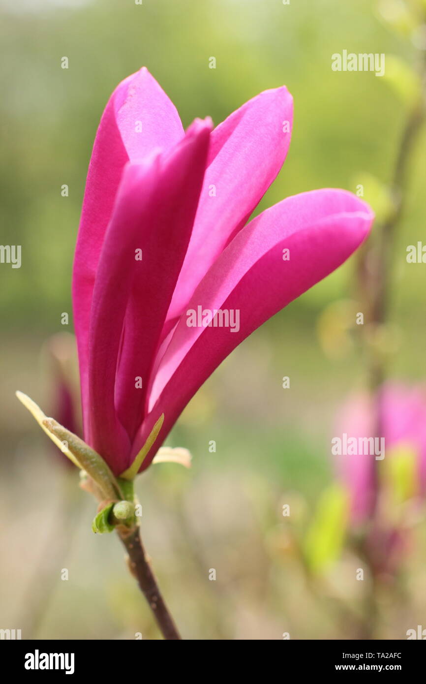 Magnolia 'Ricki' Deep pink, fragrant blossoms of Magnolia 'Ricki'. Stock Photo