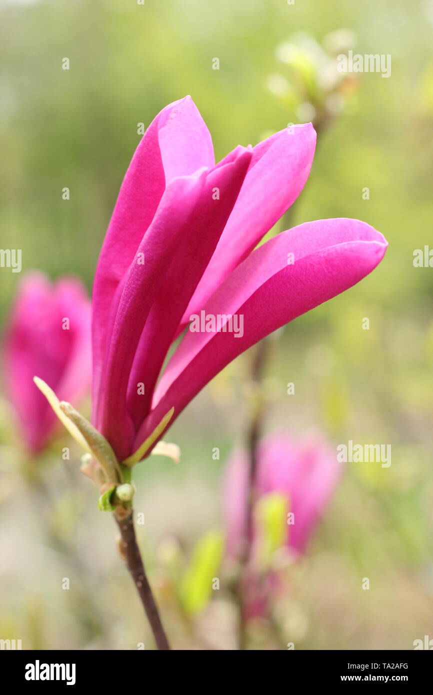 Magnolia 'Ricki' Deep pink, fragrant blossoms of Magnolia 'Ricki'. Stock Photo