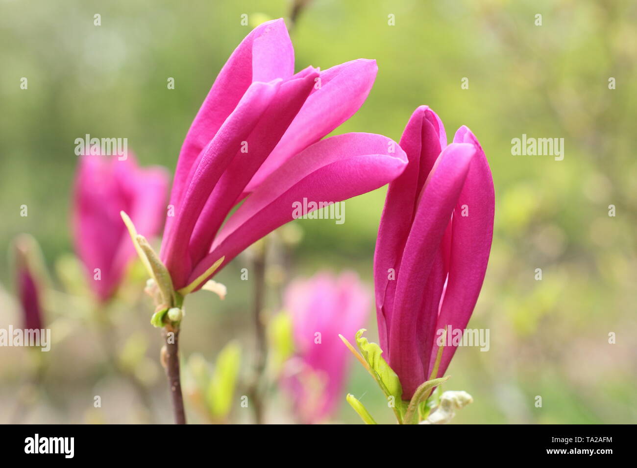 Magnolia 'Ricki' Deep pink, fragrant blossoms of Magnolia 'Ricki'. Stock Photo