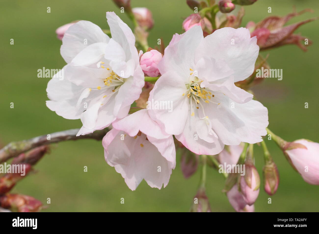 Prunus x Matsumae-fuki.  Blossoms of the ornamental Japanese cherry Prunus Fuki in mid spring - UK Stock Photo
