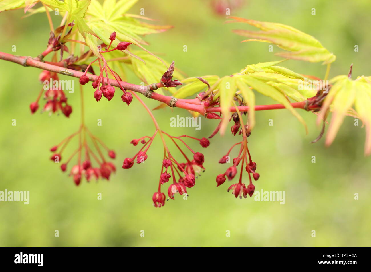 Acer palmatum 'Osakazuki' flowers and fresh spring foliage - UK Stock Photo
