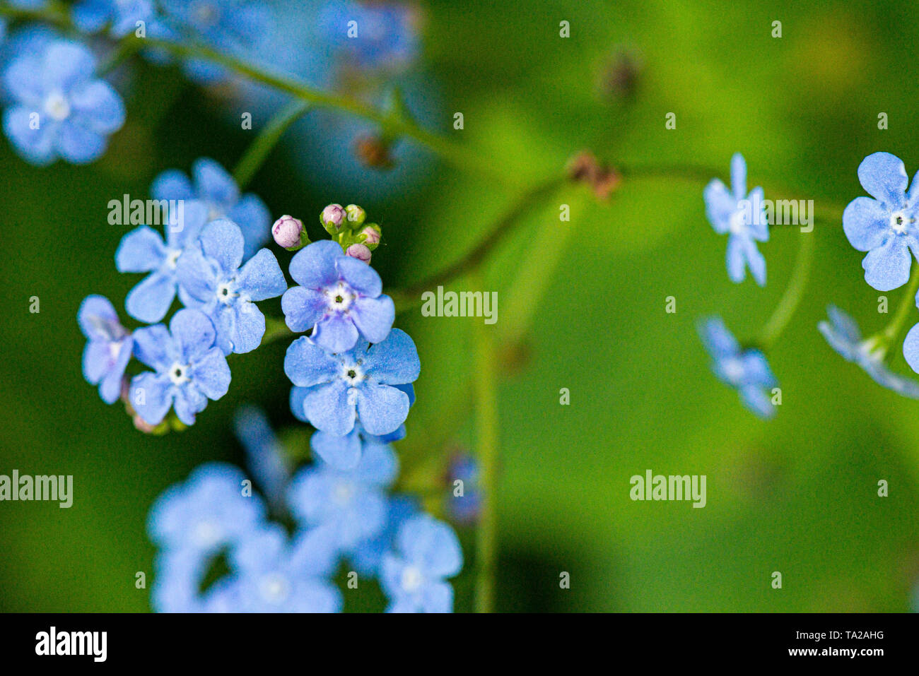 The flowers of Siberian bugloss (Brunnera macrophylla) Stock Photo