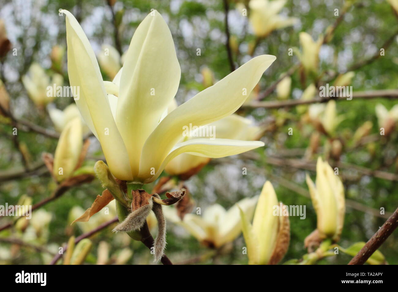 Yellow magnolia hi-res stock photography and images - Alamy