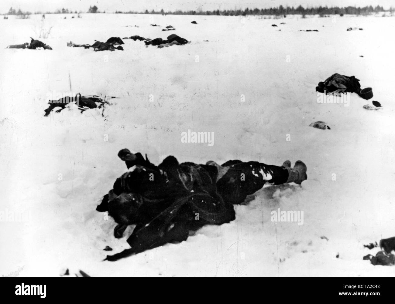 The bodies of several fallen soldiers lie on a snow-covered field at Demjansk. Photo of the Propaganda Company (PK): war correspondent Beissel. Stock Photo