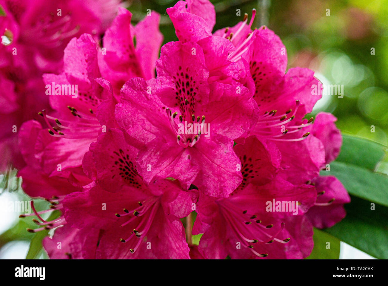 The flowers of a tree-like rhododendron (Rhododendron arboreum) Stock Photo