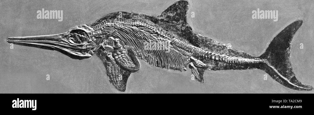 This photograph shows the skeleton with the skin imprint of an ichthyosaur, which was found in Holzmaden, Baden-Wuerttemberg. Stock Photo