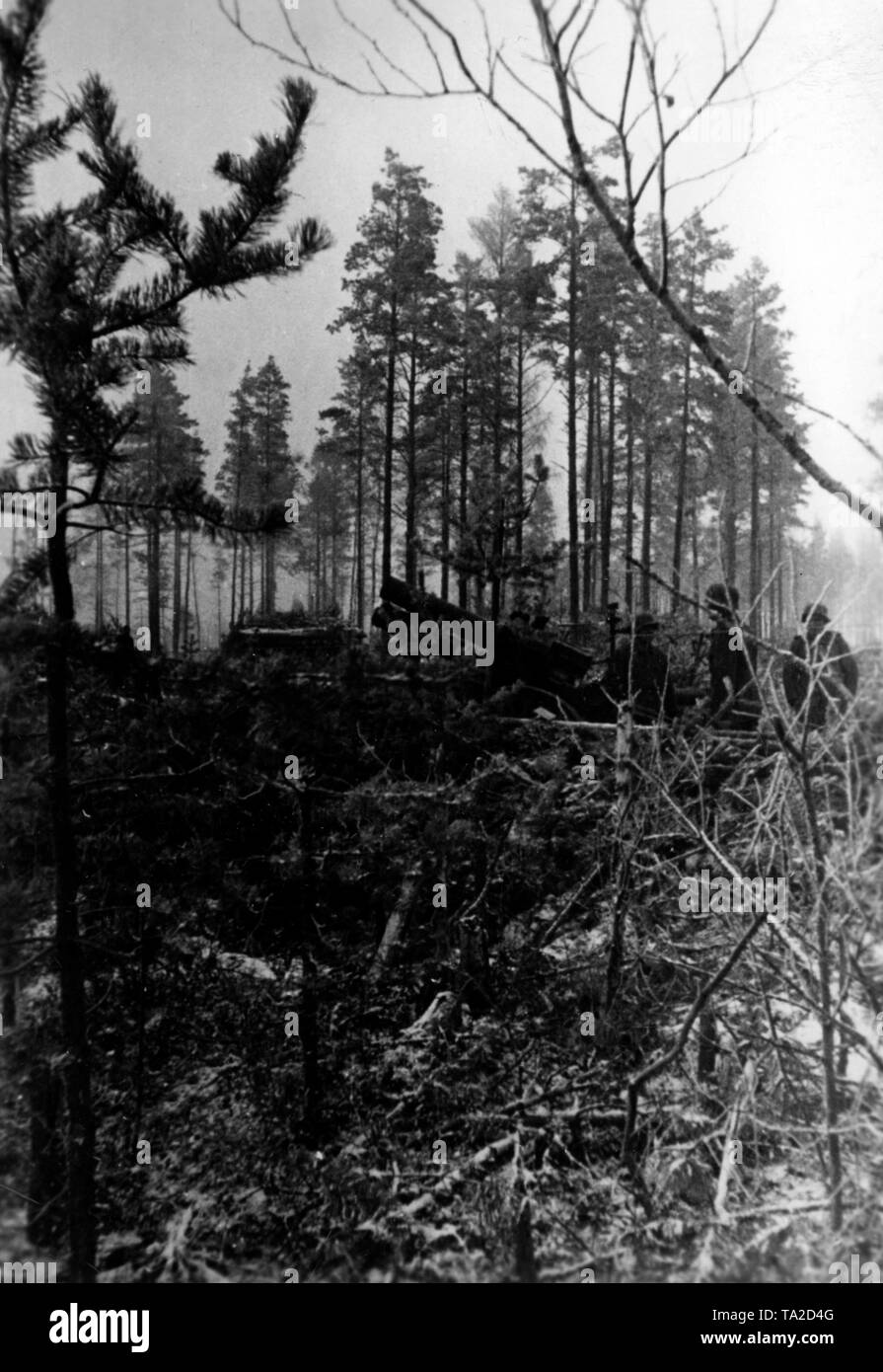 German soldiers with a 15 cm infantry gun 33 in a forest at the gates of Leningrad. Photo of the Propaganda Company (PK): war correspondent Schroeter. Stock Photo
