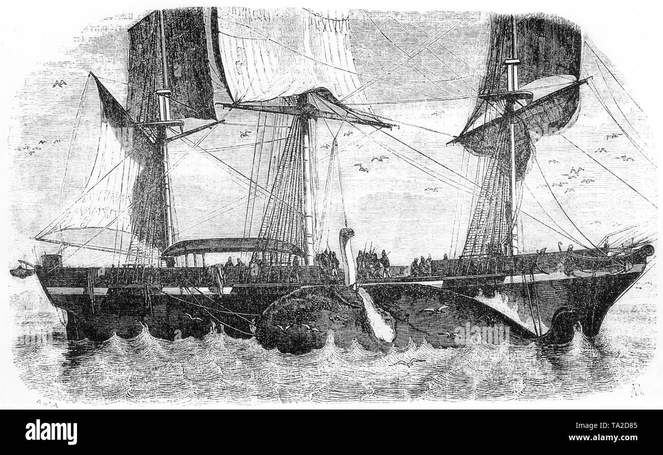 The drawing from 1845 shows how a dead whale is tied and disassembled alongside a whaling ship. Stock Photo