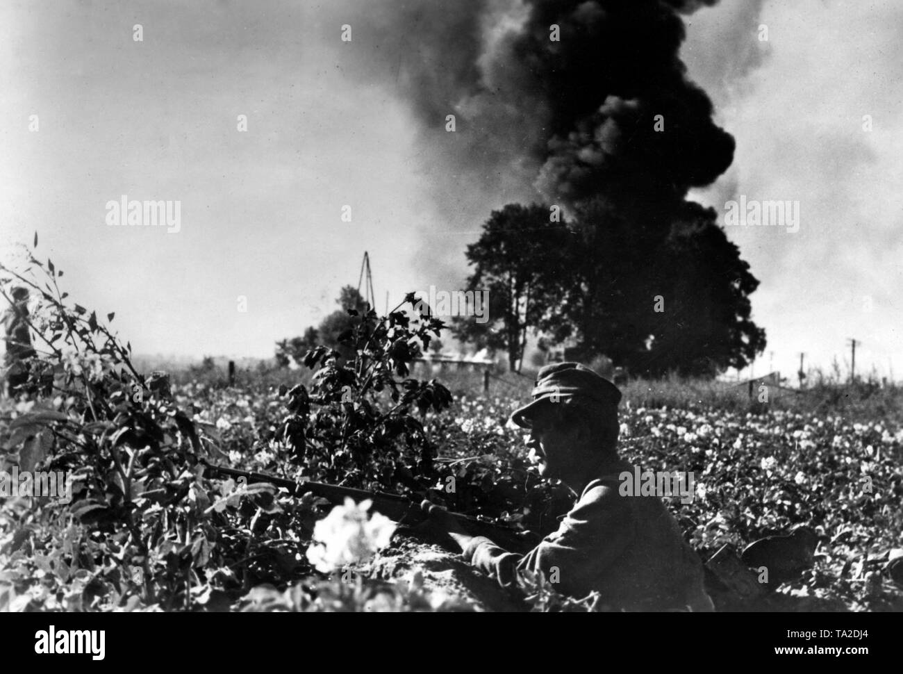 A German soldier seeks cover from the Soviet artillery fire in a field. In the background, smoke rises from the hitting grenades. The Operation Bagration leads to the collapse of Army Group Centre. Photo of the Propaganda Company (PK). Stock Photo