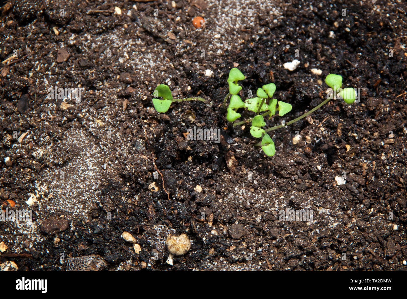 Looking down at small green lavender seedlings with cotyledons leaves in dirt. Stock Photo