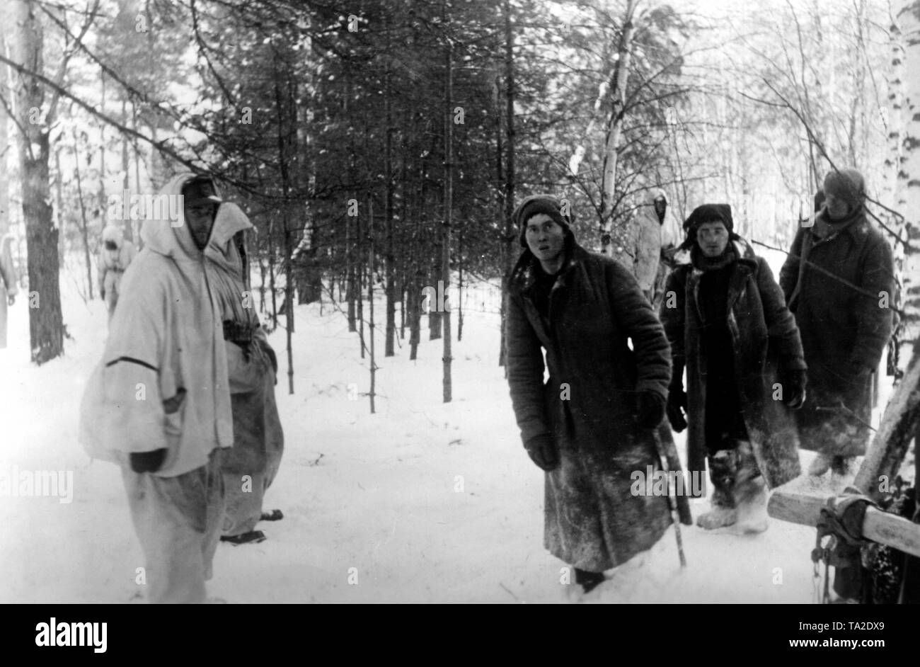 In a forest west of Moscow, German soldiers are capturing Russian enemies, Siberian mountain troops. (PK photo: war correspondent v. Hoermann). Stock Photo