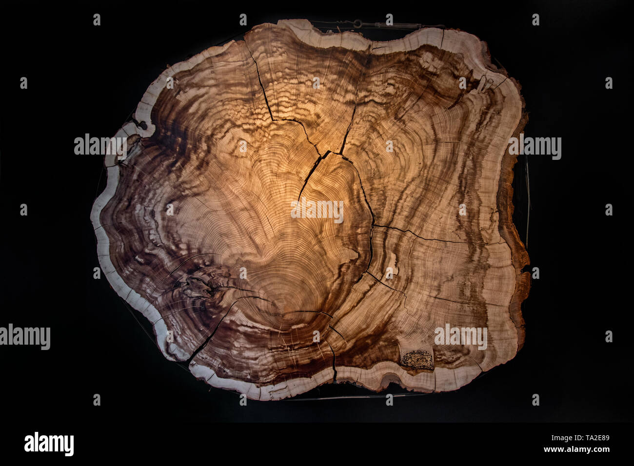 375 year old Montezuma bald cypress / Montezuma cypress (Taxodium mucronatum) cross-cut / cross section showing annual growth rings / tree rings Stock Photo