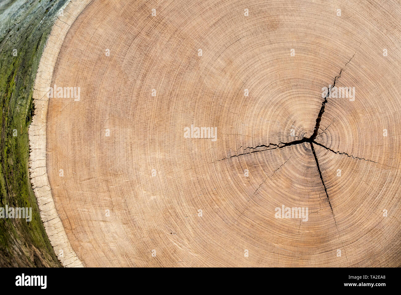 Teak Tree Stock Photos & Teak Tree Stock Images - Alamy