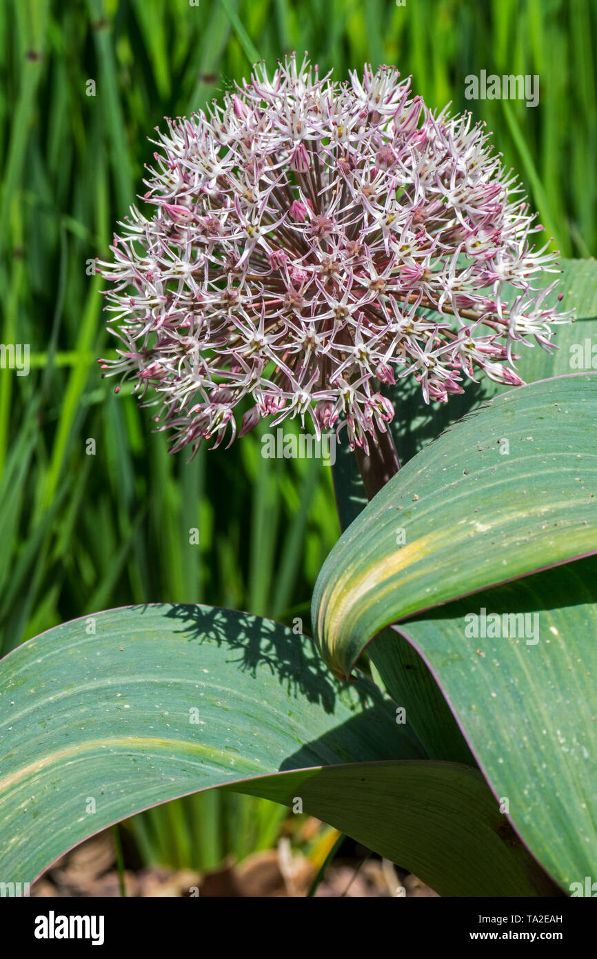 Allium karataviense / Allium cabulicum in flower, Asian species of onion Stock Photo