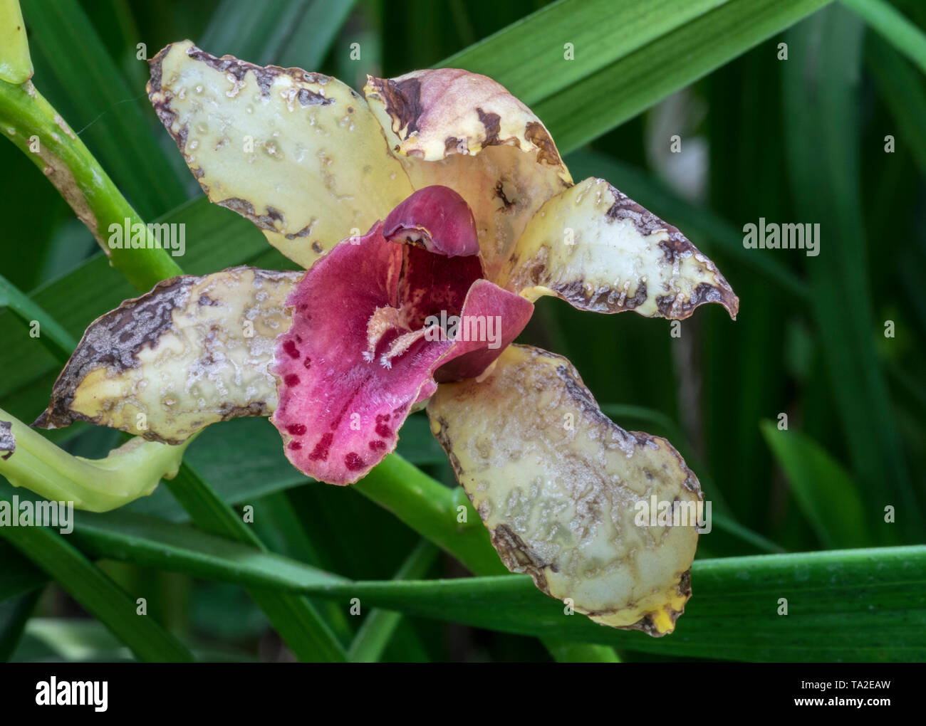 Cymbidium, boat orchid species in the orchid family Orchidaceae Stock Photo