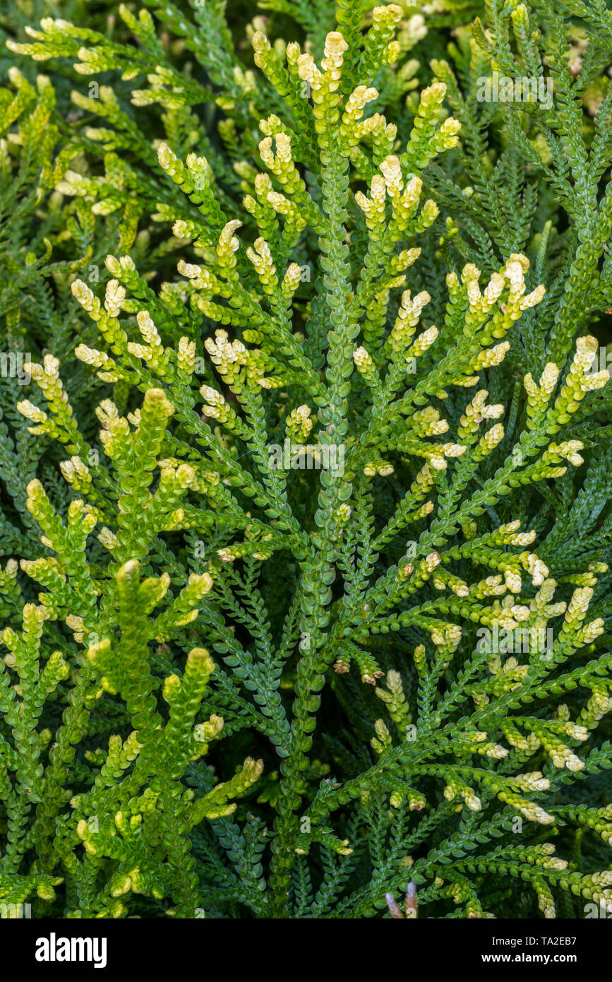 Pale spikemoss / pale spike-moss / moss fern (Selaginella pallescens) native to Mexico, Colombia and Venezuela Stock Photo