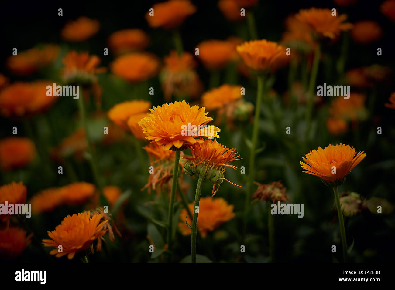 Orange Yellos Calendula in the garden - Ringelblumen Stock Photo