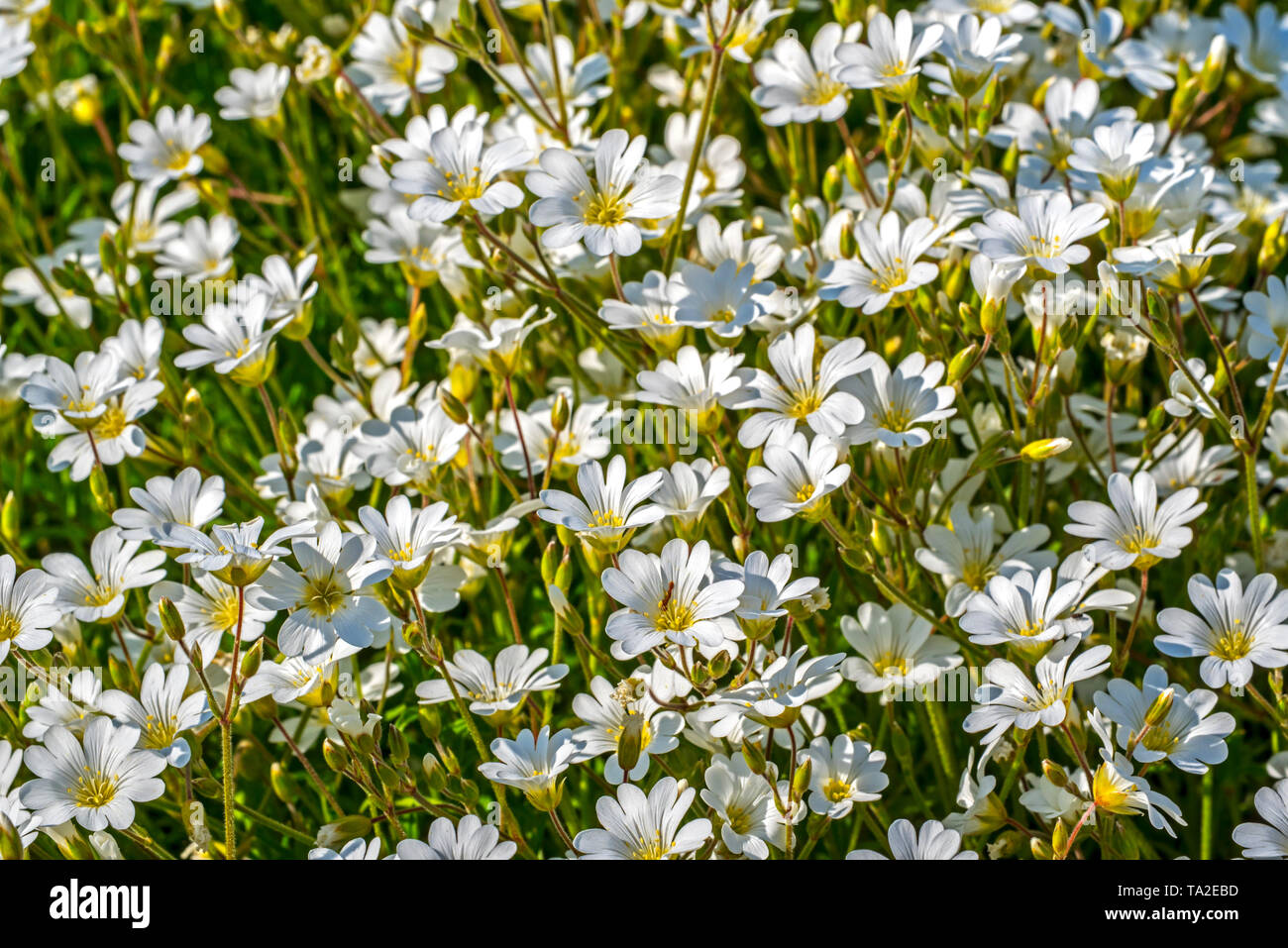 Field mouse-ear / field chickweed (Cerastium arvense) in flower, native to Europe and North America Stock Photo