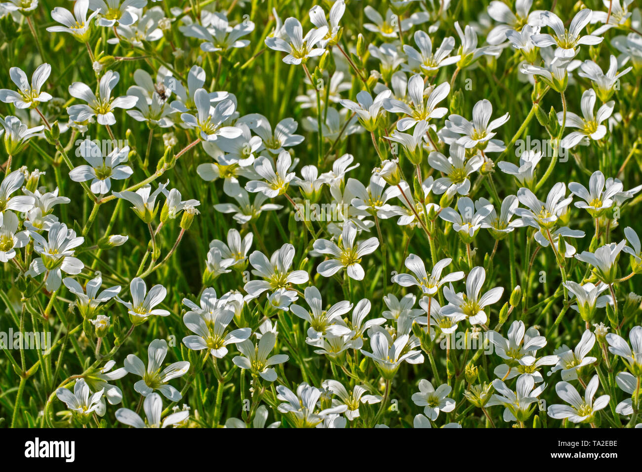 Snow-in-summer (Cerastium tomentosum) in flower Stock Photo