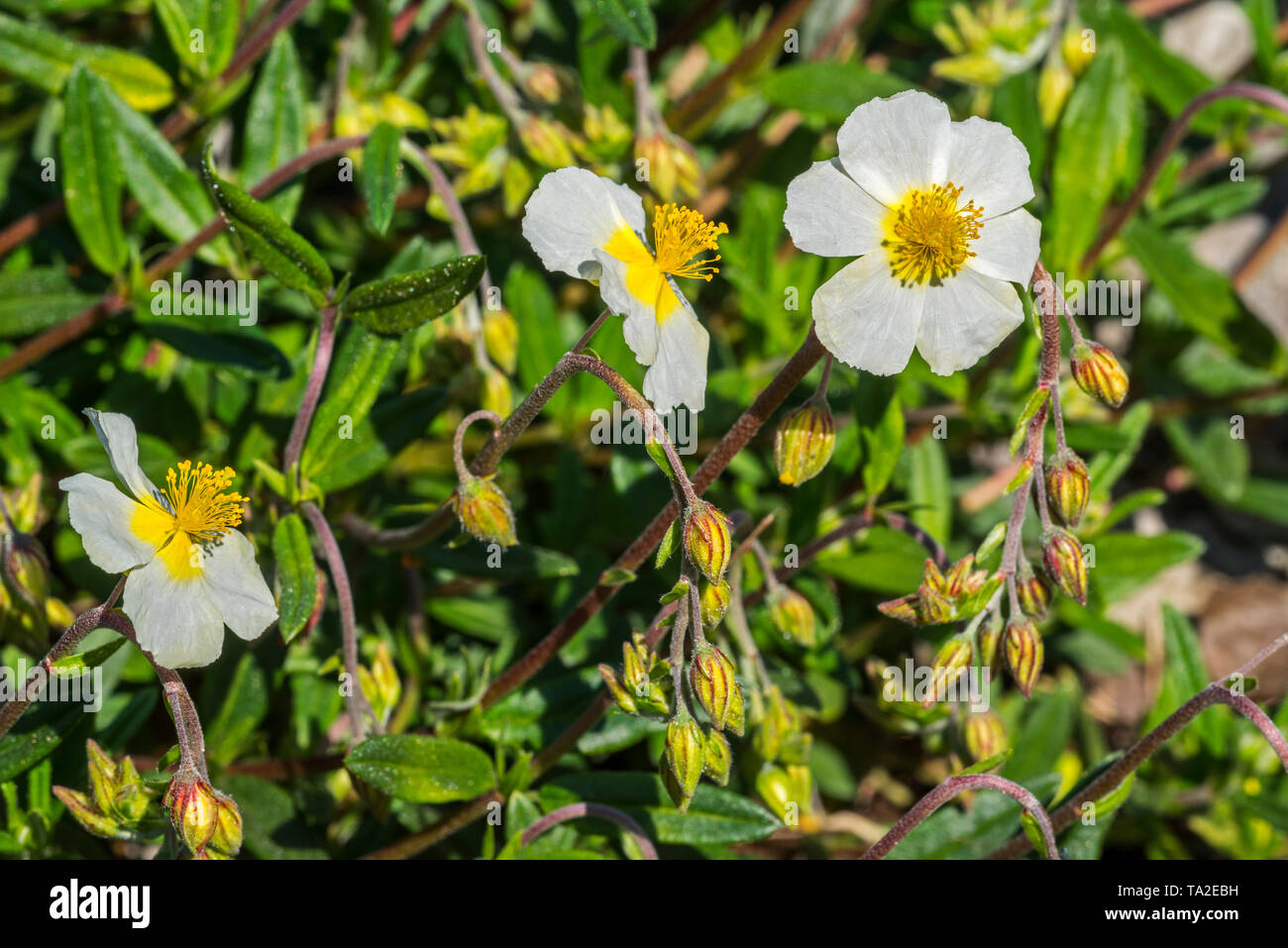 common rock-rose (Helianthemum nummularium subsp. nummularium) white form in flower Stock Photo